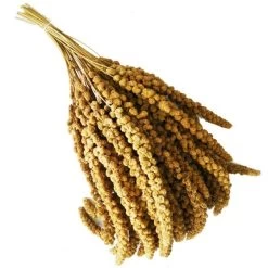 Panico Giallo In Spighe - Mazzo Da 550 Gr