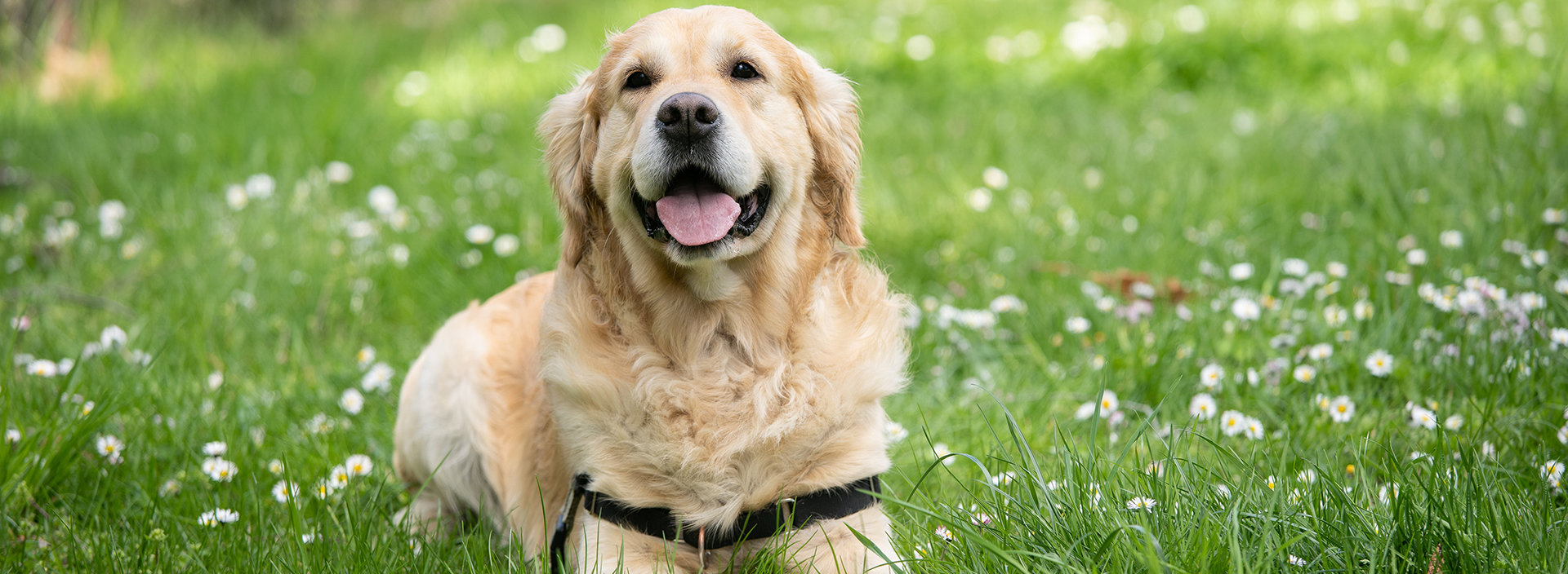 Negozio Di Animali -Negozio Di Animali photo 1554456854 55a089fd4cb2